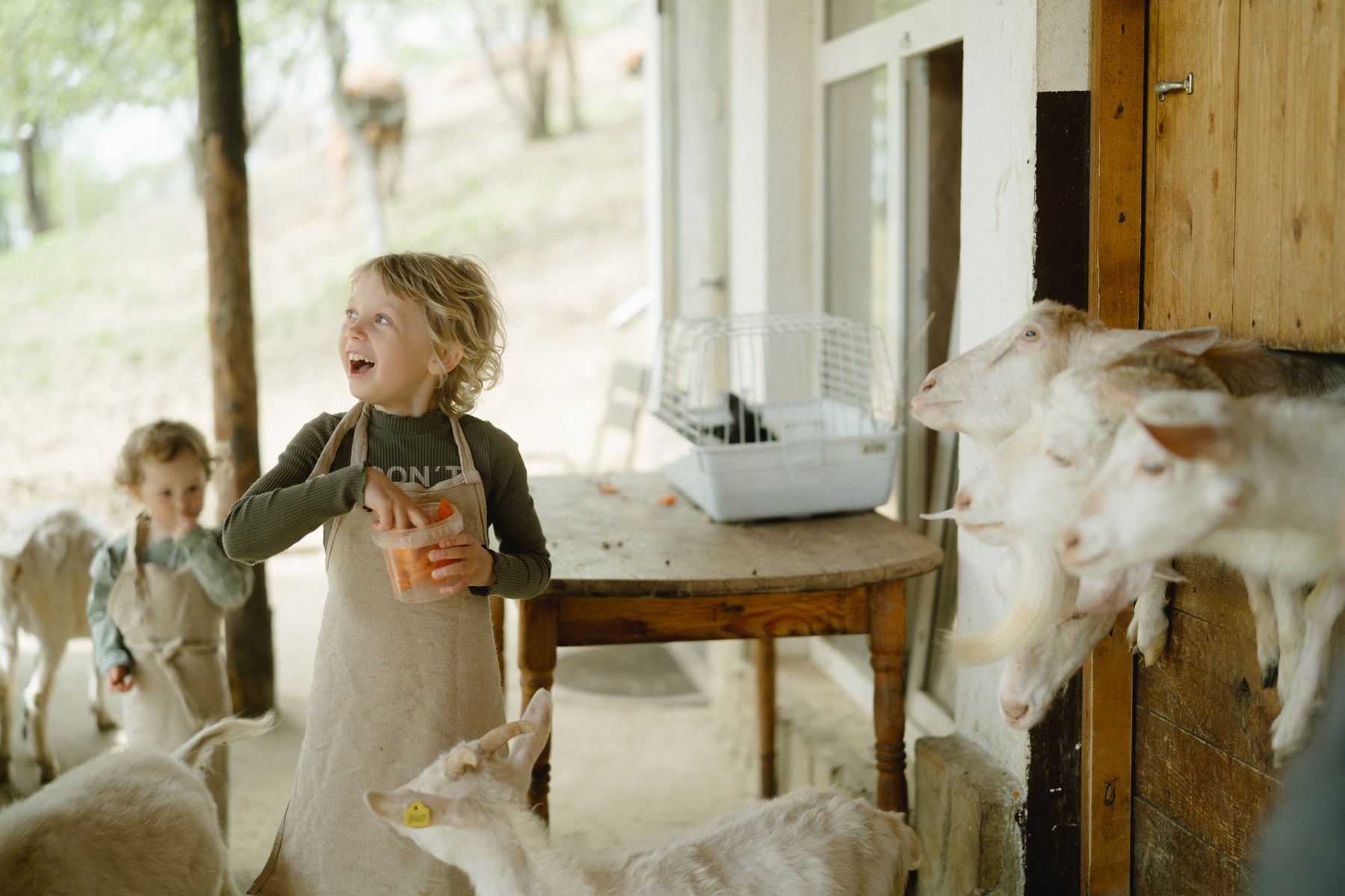 Children feeding goats on a sunlit farm